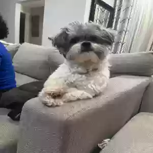 lost male dog calico