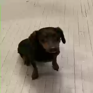 found male dog unknown