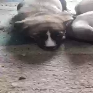 lost female dog kara