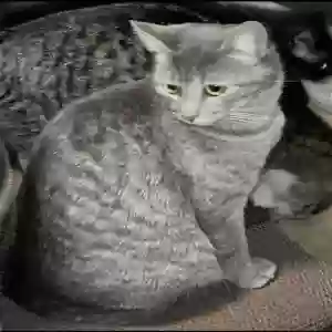 lost female cat gigi