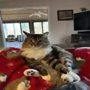 lost female cat piper