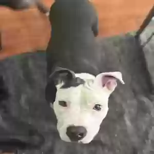 lost female dog zoe