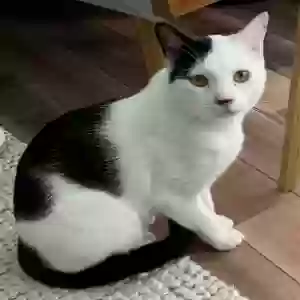 lost male cat joey