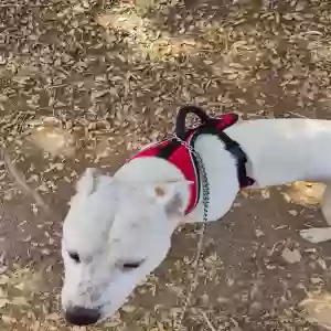 lost male dog gureo