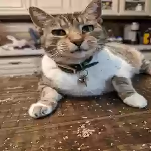 lost female cat nady