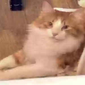 lost male cat liam