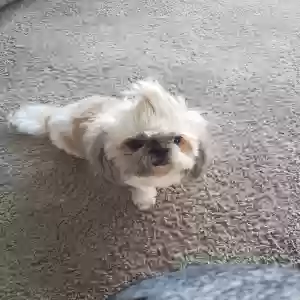 lost female dog lucy
