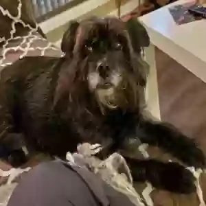lost female dog unknown