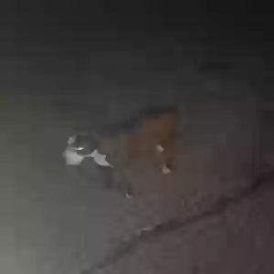 found male dog unknown