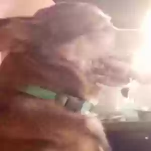 lost male dog bearington