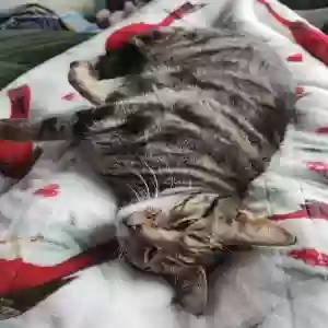 lost female cat tinny