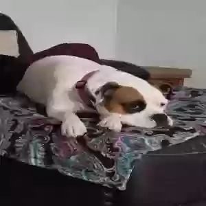 lost female dog roxy