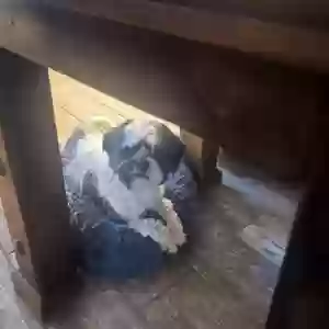 lost male dog petey