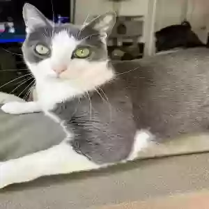 lost male cat gravel
