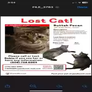 lost female cat buttah pecan
