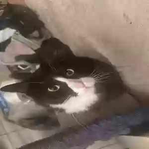 lost male cat garbage(dusty)