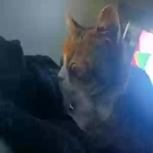 lost female cat unknown