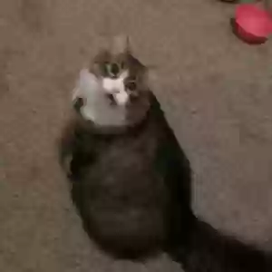 lost female cat mk