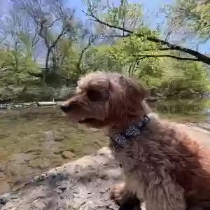 lost male dog tio/teal