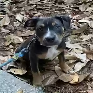 found female dog unknown