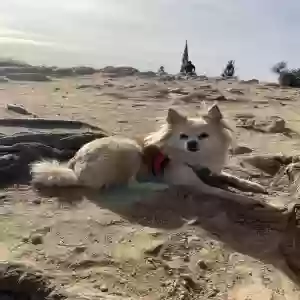 lost female dog bolita
