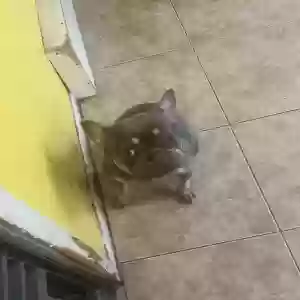 lost female dog pinky