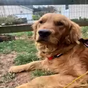 lost male dog atlas