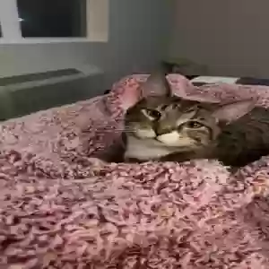 lost male cat sox