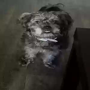 lost female dog chloe