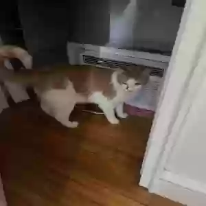 lost male cat suds
