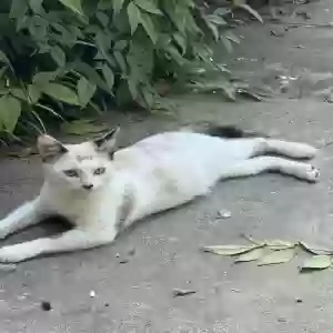 lost female cat mikasa