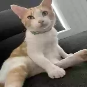 lost male cat canelo
