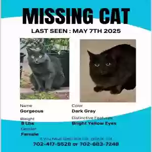 lost female cat gorgeous