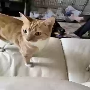 lost male cat “icky”