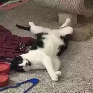 lost male cat moose