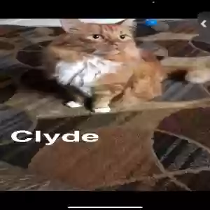 lost male cat clyde