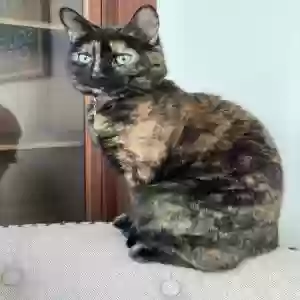 lost female cat layla