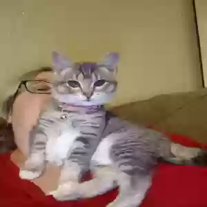 lost female cat catra