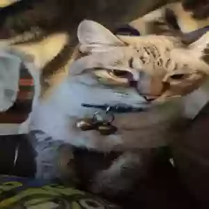 lost male cat ash
