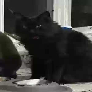 lost male cat tucker