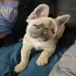 lost female dog echo