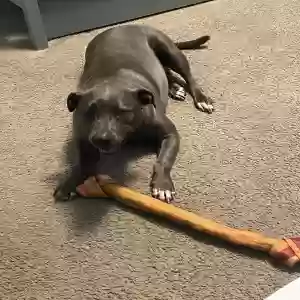 lost female dog fibby