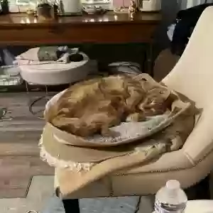 lost female cat joey
