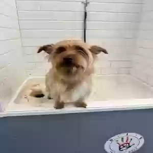lost male dog chico