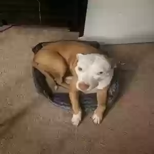 lost female dog daisy