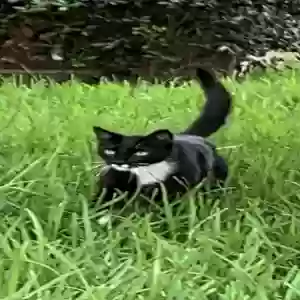 lost male cat oscar