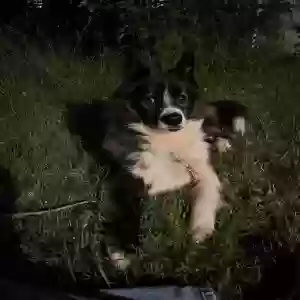 found female dog unknown
