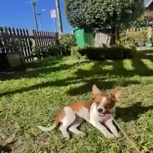 lost male dog peanut
