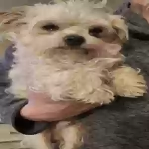 lost male dog milo