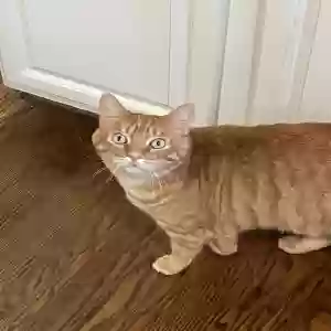 lost male cat ollie